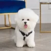 Bling Velour Pet Harness and Leash Set